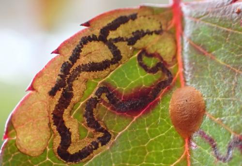Réf. 270 980 : Stigmella sp.